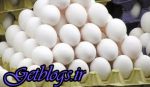 تخم‌مرغ ۱۳ هزار تومانی کجا عرضه شده است است؟‌